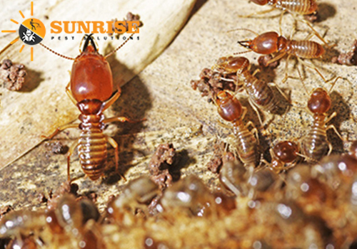 Best Termite control in Secunderabad 